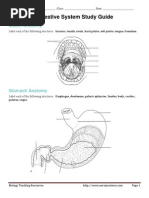 Digestive System Study Guide