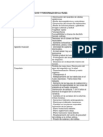 Cambios Morfologicos y Funcionales en La Vejez