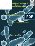 92619180 Bordetella