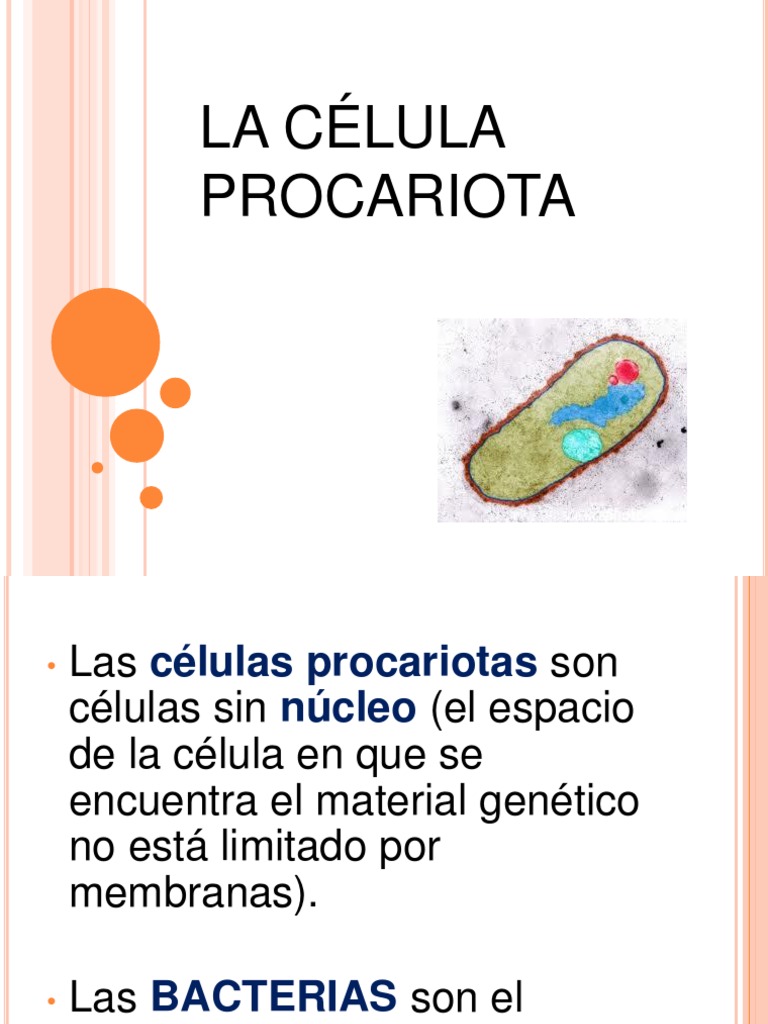 Estructura de la Célula Procariota | PDF | Las bacterias | Biología ...