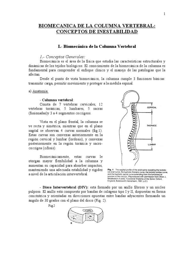 Biomecanica de La Columna Vertebral | PDF | La columna vertebral | Vértebra