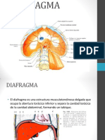 DIAFRAGMA: estructura, inserciones y funciones