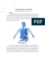 Anatomia Aparatului Excretor