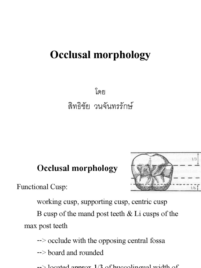 Occlusal Morphology PDF