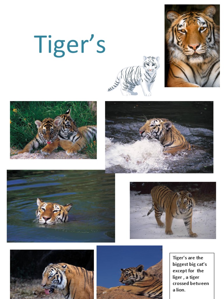 Tiger | PDF
