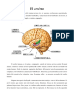 El Cerebro