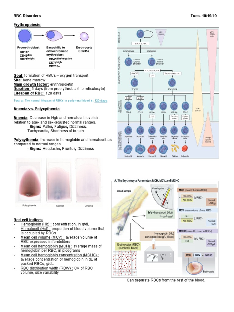 Understanding RBC Disorders and Anemia | PDF | Anemia | Sickle Cell Disease