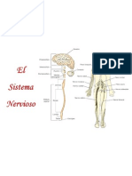 El Sistema Nervioso PDF