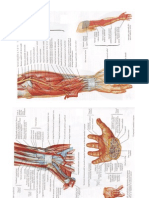 Anatomia Antebratului Si Canalului Carpian