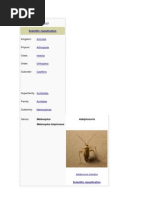 Download Femur Rubrum by Erwin Hidayat SN139400033 doc pdf