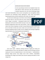 Anatomi Dan Fisologi Sistem Sensorik