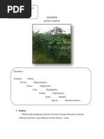Download DESKRIPSI ketela pohon by Erwin Hidayat SN139405340 doc pdf