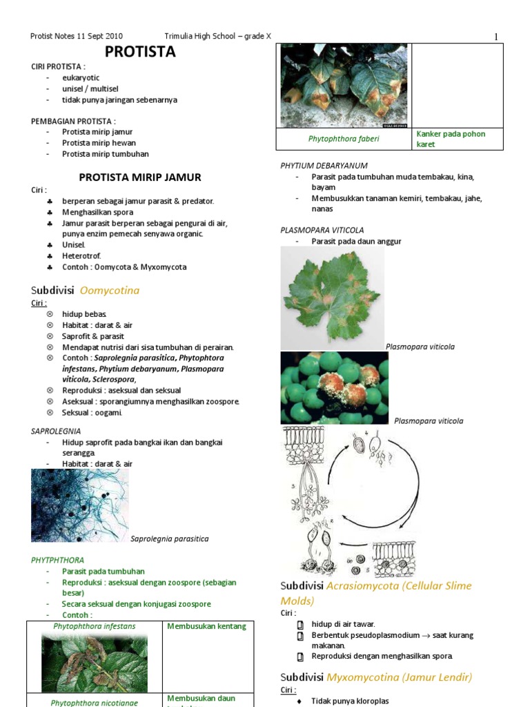 98 Koleksi Gambar Protista Mirip Hewan Tumbuhan Dan Jamur HD