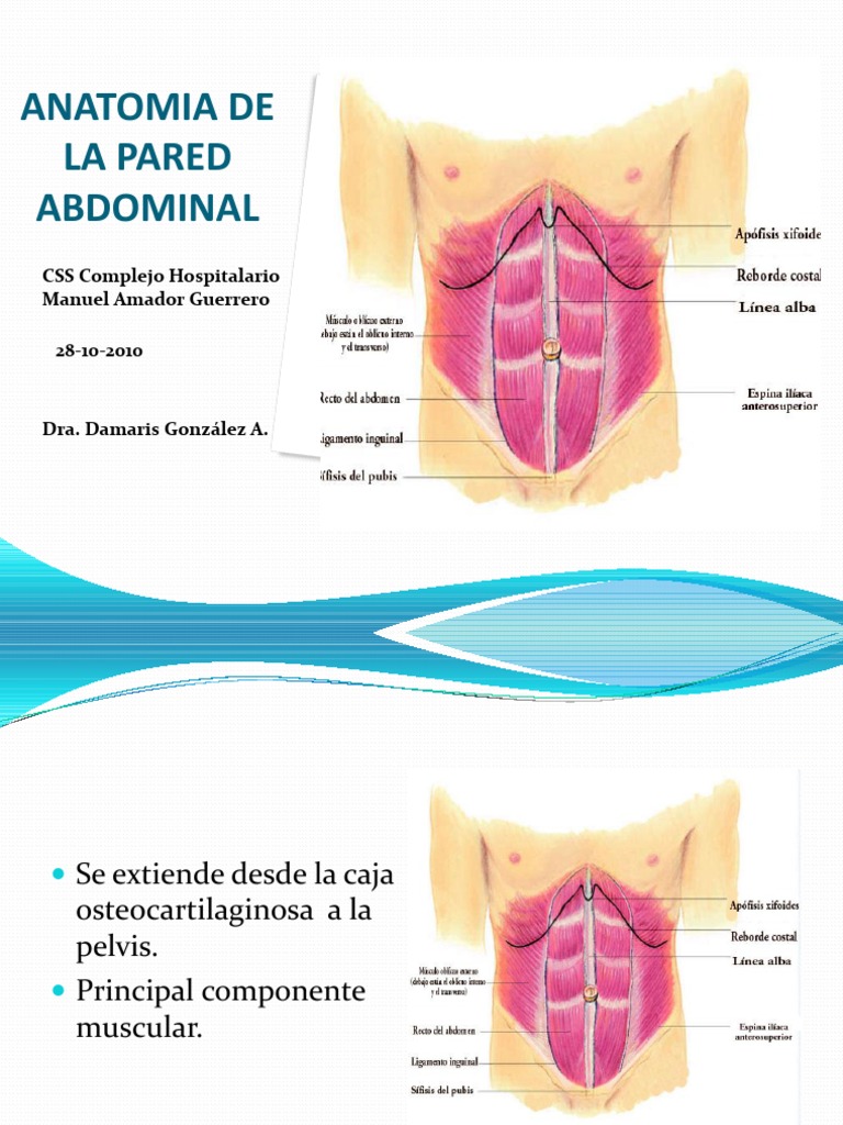 Anatomia de La Pared Abdominal PDF