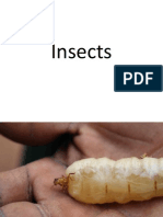 Insects