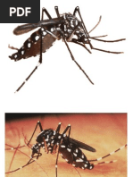 Download gambar nyamuk by Lia Nadeshiko SN139564059 doc pdf