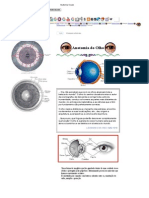 Anatomia Ocular