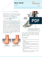 Foot Tendon Tibialis Posterior Dysfunction Acquired Adult Flat-Foot