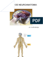 Repaso de Neuroanatomia