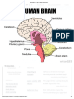 What Is Brain Fingerprinting?: Brain Test Brain EEG Brain Memory Capacity Cognitive Brain Brain Mind