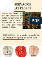 Conservación de Las Flores.2009