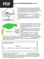 Ficha de avaliação - plantas 6º ano