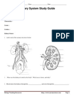 Urinary System Study Guide