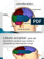 Lóbulos cerebrales.pptx