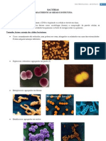 BACTÉRIAS - Características Gerais