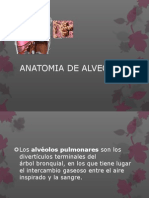 Anatomia de Alveolos