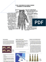 Tendones Extensores y Vaina Sinovial