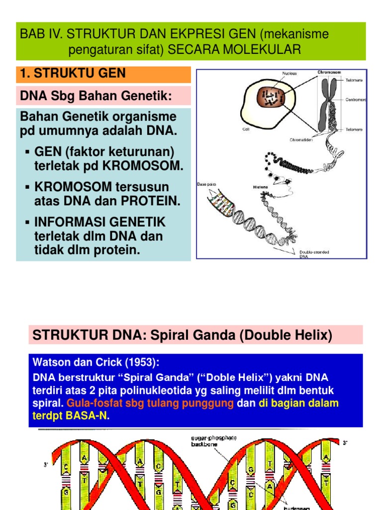 4 Struktur Ekspresi Gen Secara Molekuler | PDF | Sains & Matematika