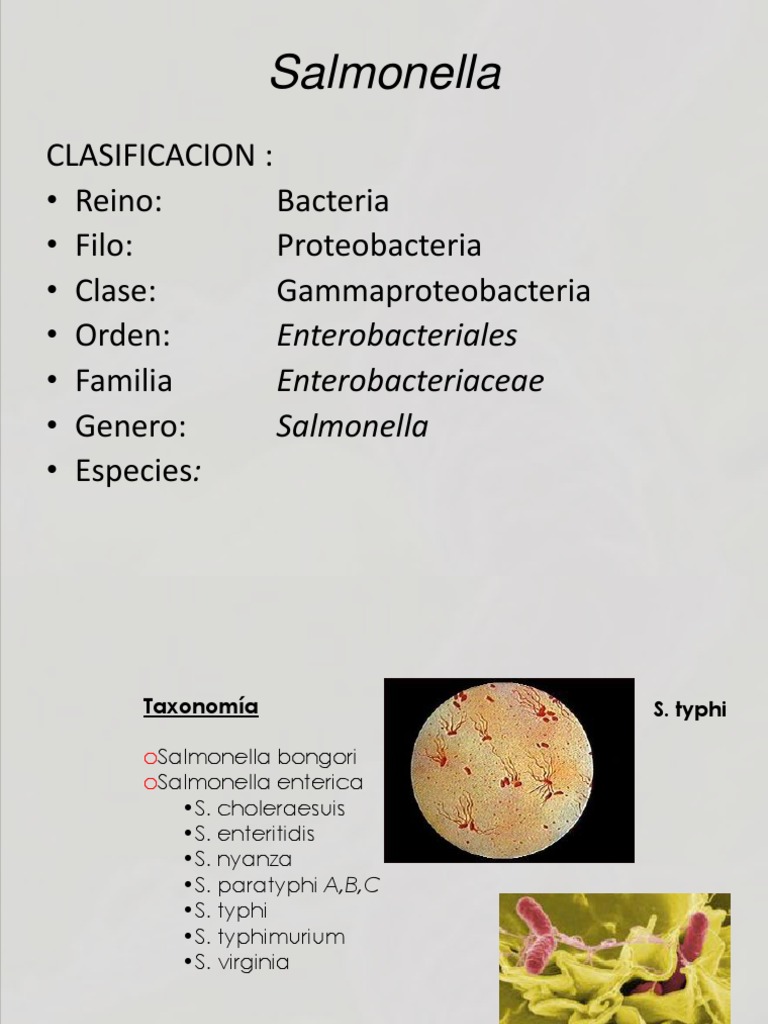 Salmonella Salmonela Organismos