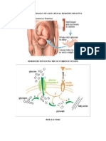 Pathophysiology of Gestational Diabetes Mellitus