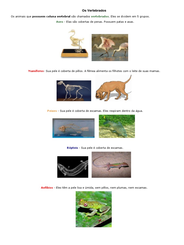 REINO ANIMAL - ANIMAIS VERTEBRADOS E INVERTEBRADOS - Pictofacile, image size:768x1024