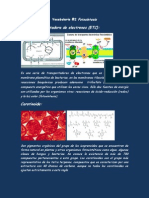 Cadena Transportadora de Electrones