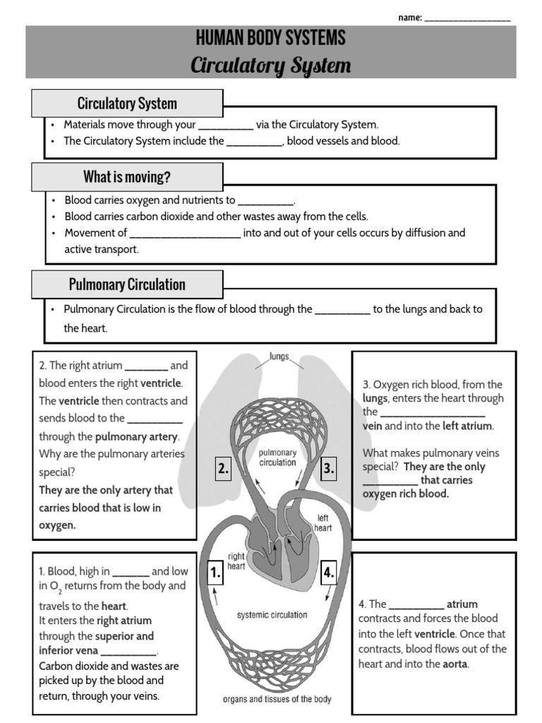 Grade 9 Circulatory System Overview | PDF | Circulatory System | Artery