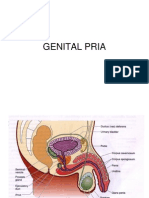 Gambar Genitalia Laki-laki Praktikum