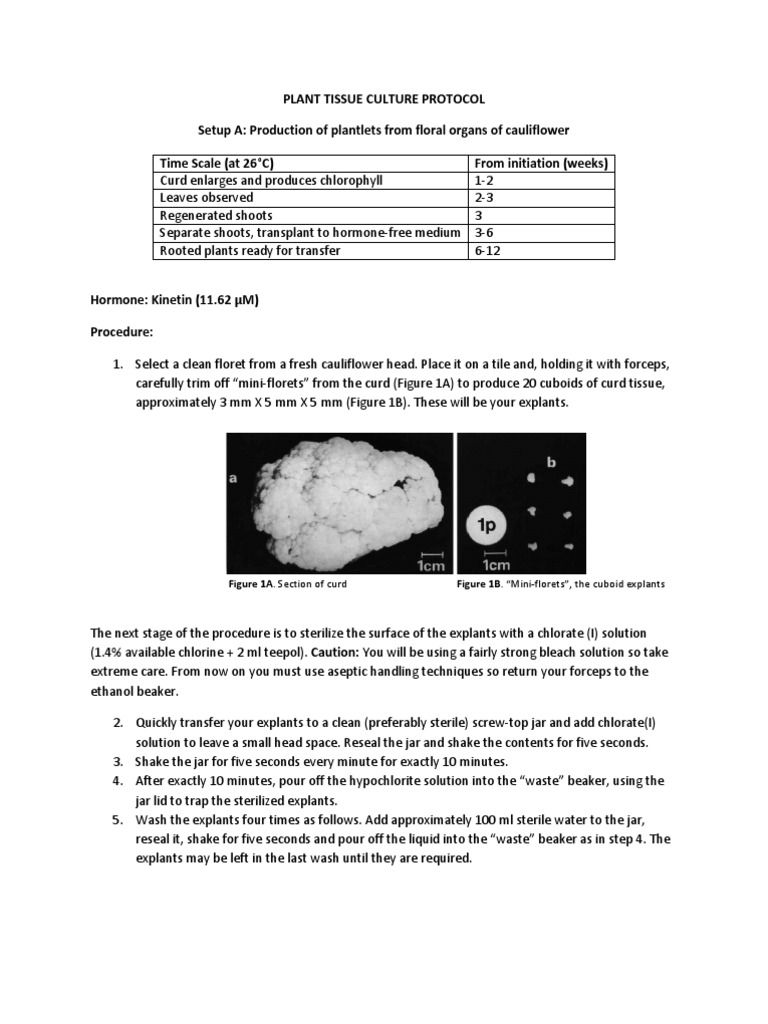Plant Tissue Culture Protocol Root Plants