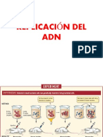 Repilcacion Del DNA