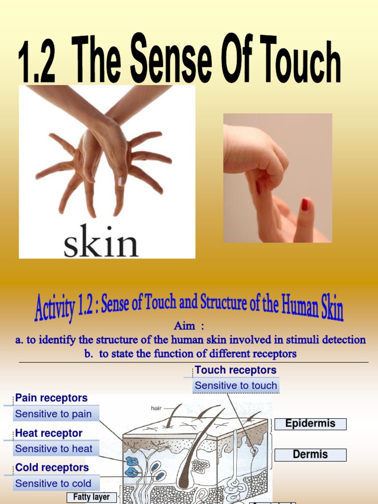 1.2 Sense of Touch Skin Stimulus (Physiology)