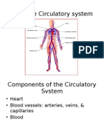 The Circulatory System