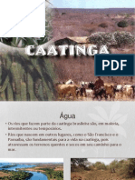 caatinga.ppsx