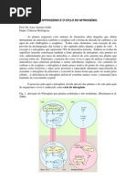 o Nitrog-nio e o Ciclo Do Nitrog-nio