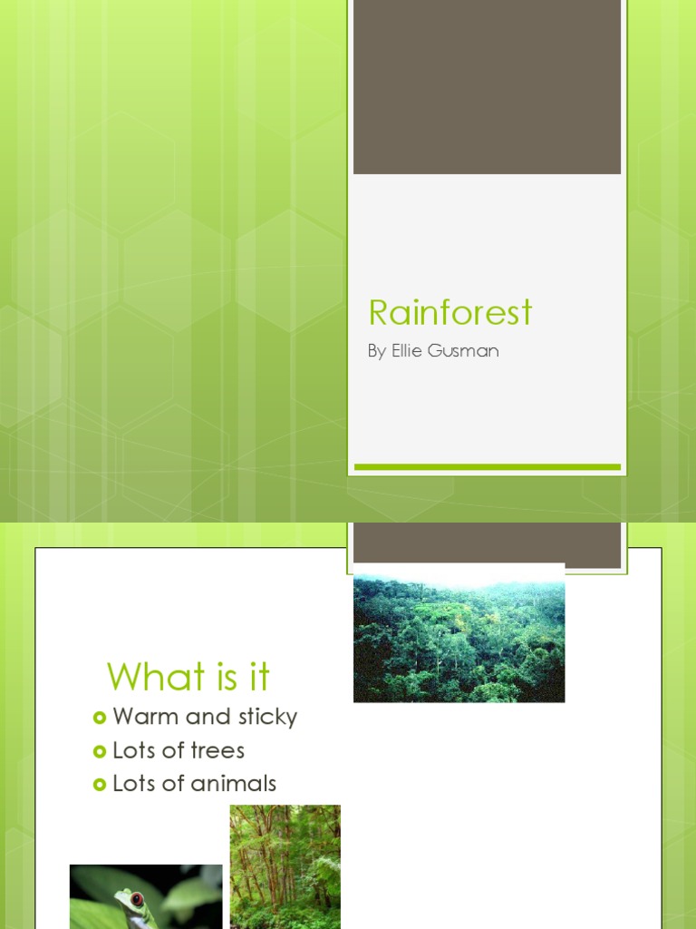Rainforest Ecosystem Overview | PDF | Home & Garden