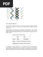 Estructura Acido ARN.docx