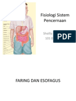 Fisiologi Sistem Pencernaan