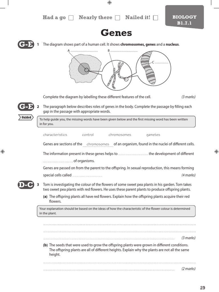 Genes: Had A Go Nearly There Nailed It! | PDF