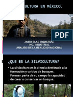 Silvicultura en México