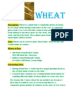Wheat MB